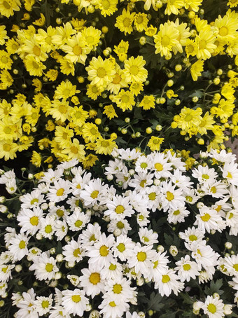 花床上黄色的白色菊花一半一半