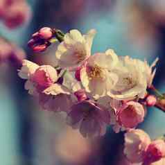 春天开花背景美丽的自然场景盛开的树春天