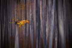 自然背景秋天景观有创意的艺术壁纸