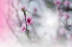 盛开的春天花樱花樱桃开花树