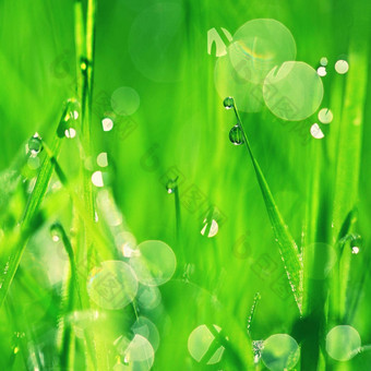 自然露水草新鲜的绿色概念摘要色彩斑斓的背景