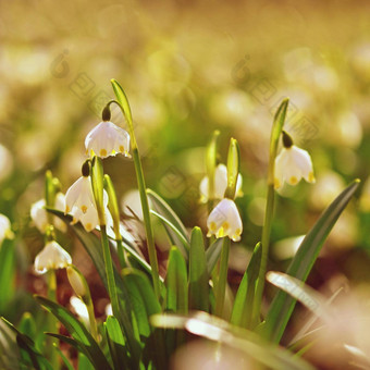 春天雪花花<strong>白细胞</strong>vernum