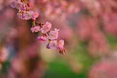 春天背景美丽的开花树自然颜色