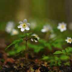 春天白色花草海葵异翅目thalictroides