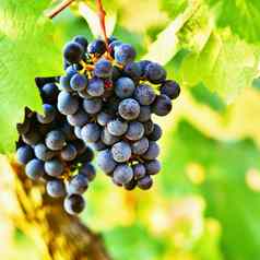 葡萄园日落秋天收获成熟的葡萄酒地区南部摩拉维亚捷克共和国葡萄园帕拉瓦