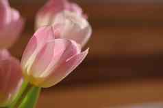 春天花美丽的礼物爱粉红郁金香背景春天季节情人节一天