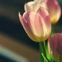 春天花美丽的礼物爱粉红郁金香背景春天季节情人节一天