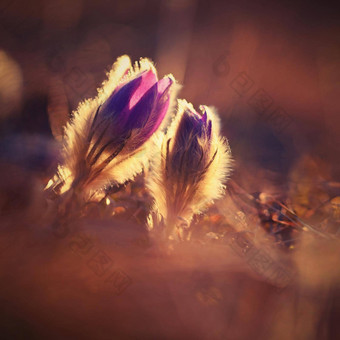 春天春天花美丽的紫色的毛茸茸的朝鲜白头翁白头翁长大的盛开的春天草地日落