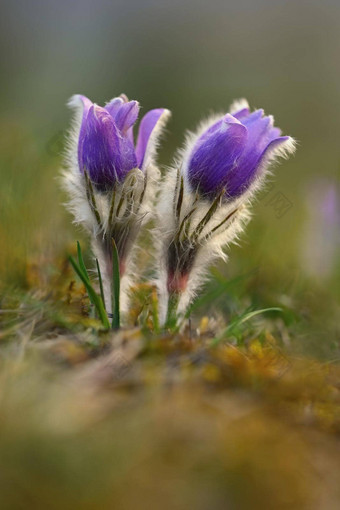 春天春天花美丽的紫色的毛茸茸的朝鲜白头翁白头翁长大的盛开的春天草地日落自然色彩斑斓的背景