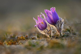 春天春天花美丽的紫色的毛茸茸的朝鲜<strong>白头翁白头翁</strong>长大的盛开的春天草地日落自然色彩斑斓的背景