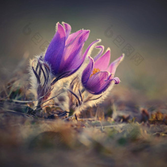 <strong>春天春天</strong>花美丽的紫色的毛茸茸的朝鲜白头翁白头翁长大的盛开的<strong>春天草地</strong>日落自然色彩斑斓的背景