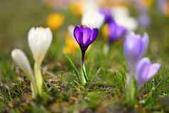 美丽的春天背景特写镜头集团盛开的色彩斑斓的番红花属花番红花属聪明才智