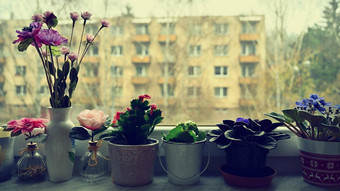 美丽的花花锅窗口室内照片视图