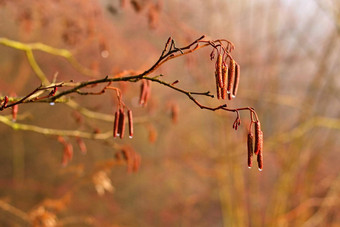 美丽的拍摄树浆果色彩斑斓的自然背景太阳赤杨皮印加纳Moench