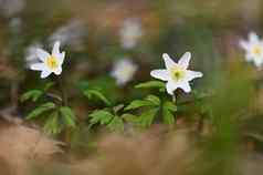 春天白色花草海葵异翅目thalictroides