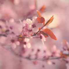 美丽的开花日本樱桃樱花季节背景户外自然模糊背景开花树春天阳光明媚的一天