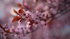 分支机构开花樱桃背景春天自然在户外粉红色的樱花花春天