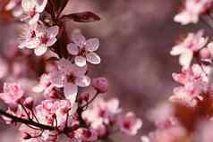 分支机构开花樱桃背景春天自然在户外粉红色的樱花花春天