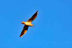 飞行海鸥日落蓝色的天空背景美丽的鸟图片冬天自然