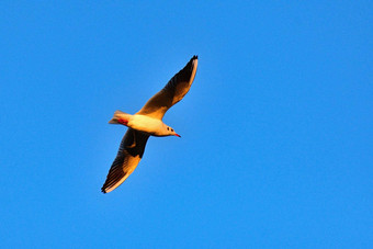 飞行海鸥日落蓝色的天空背景美丽的鸟图片冬天自然
