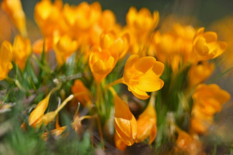 春天花美丽的色彩斑斓的花草地太阳