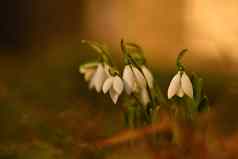 雪花莲美丽的小白色春天花冬天时间色彩斑斓的自然背景日落雪花属