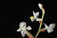 ludisia变色珠宝兰花美丽的开花白色花清洁黑色的背景