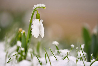 雪花莲春天花漂亮的盛开的草日落精致的雪花莲花春天符号石蒜科雪花属Nivalis