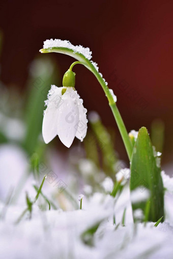 <strong>雪花</strong>莲春天花漂亮的盛开的草日落精致的<strong>雪花</strong>莲花春天符号石蒜科<strong>雪花</strong>属Nivalis