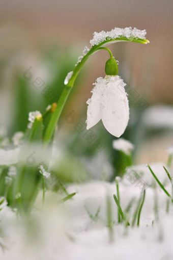 雪花莲春天花漂亮的盛开的草日落精致的雪花莲花春天符号石蒜科雪花属Nivalis