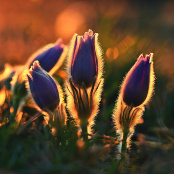 春天花美丽的紫色的毛茸茸的朝鲜<strong>白头翁白头翁</strong>长大的盛开的草地日落