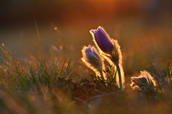 春天花美丽的紫色的毛茸茸的朝鲜白头翁白头翁长大的盛开的草地日落