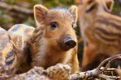美丽的猪野生自然野生野猪动物森林
