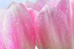 美丽的精致的春天花粉红色的郁金香柔和的颜色孤立的纯背景特写镜头花滴水自然概念春天时间