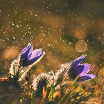 春天春天花雨盛开的美丽的花草地自然Pasque花太阳自然彩色的背景白头翁长大的