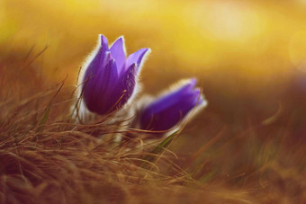 <strong>春天春天</strong>花美丽的紫色的毛茸茸的朝鲜白头翁白头翁长大的盛开的<strong>春天</strong>草地日落