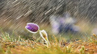 美丽的春天背景花<strong>雨</strong>