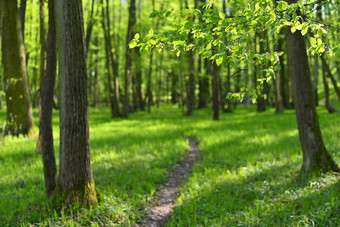 美丽的绿色背景<strong>森林</strong>春天自然树色彩斑斓的背景