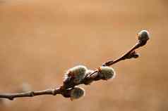 美丽的盛开的树象征春天春天盛开的柳树柳树卡普雷阿