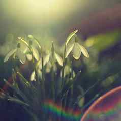 春天花美丽的春天植物雪花莲雪花属美丽的拍摄自然镜头