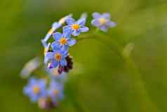 美丽的蓝色的小花勿忘我花春天色彩斑斓的自然背景勿忘我草sylvatica