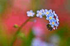 美丽的蓝色的小花勿忘我花春天色彩斑斓的自然背景勿忘我草sylvatica