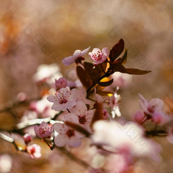 美丽的开花日本樱桃樱花季节背景户外自然模糊背景开花树春天阳光明媚的一天图片