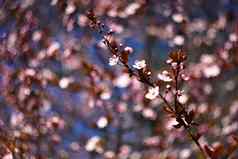 春天背景美丽的色彩斑斓的盛开的春天树日本樱桃樱花自然背景照片手册镜头