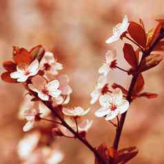 春天开花背景美丽的自然场景盛开的樱桃树樱花果园摘要模糊背景春天
