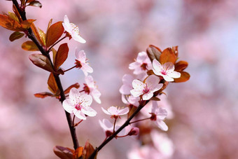 美丽的开花日本樱桃<strong>樱花季</strong>节背景户外自然模糊背景开花树春天阳光明媚的一天