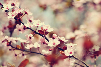 美丽的开花日本樱桃樱花季节背景户外自然模糊背景开花树春天阳光明媚的一天