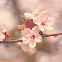 美丽的开花日本樱桃樱花季节背景户外自然模糊背景开花树春天阳光明媚的一天