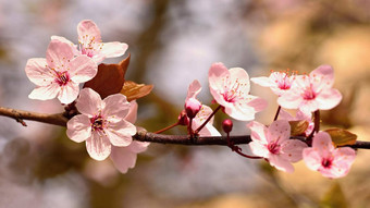 美丽的开花日本<strong>樱</strong>桃<strong>樱花季</strong>节背景户外自然模糊背景开花树春天阳光明媚的一天