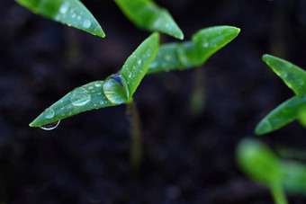 绿色<strong>发芽</strong>日益增长的地面露湿的年轻的<strong>叶子发芽</strong>植物春天背景花园